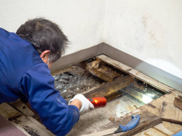 Best HVAC Mold Remediation in River Rouge, MI