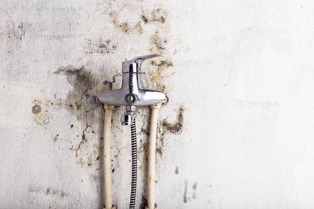 Best Mold Testing and Inspection Services in River Rouge, MI