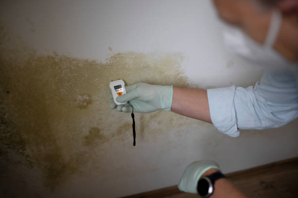 Best Commercial Mold Remediation in River Rouge, MI