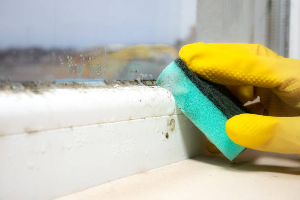 Best Residential Mold Remediation in River Rouge, MI