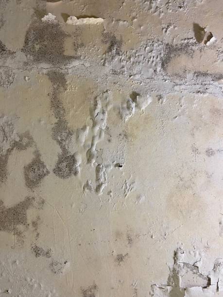 Best Post-Flood Mold Remediation in River Rouge, MI