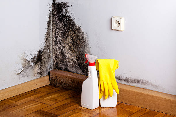 Best Basement Mold Remediation in River Rouge, MI