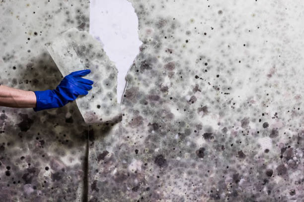 Best Emergency Mold Remediation in River Rouge, MI