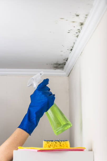 Best Localized Mold Remediation (e.g., coastal areas, humid climates) in River Rouge, MI