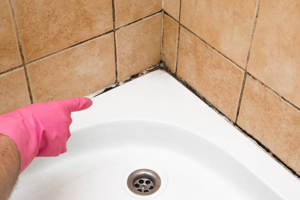 Best Black Mold Remediation in River Rouge, MI