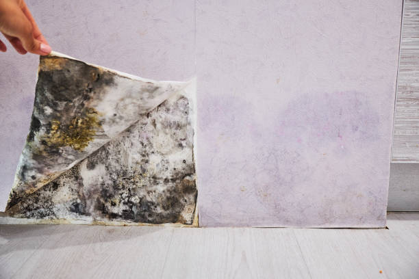  River Rouge, MI Mold Removal Pros